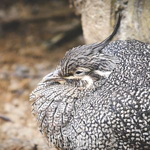 Crested Tinamou