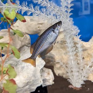 Rainbowfish ID?