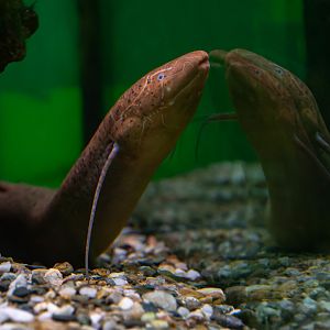 Slender lungfish (Protopterus dolloi) - Botanical garden Liberec