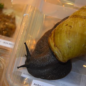 Nigerian albino shell giant snail (Archachatina marginata icterica)