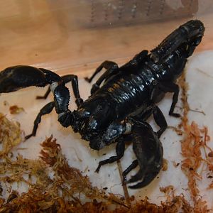 Vietnam forest scorpion (Heterometrus laoticus)