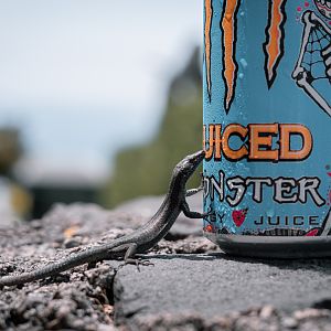 Madeiran wall lizard (Teira dugesii) enyoing some condensation water - Madeira
