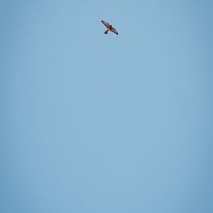 Two falcons (Falco tinnunculus ssp. canariensis) - Madeira