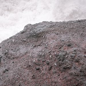 Marbled rock crab (Pachygrapsus marmoratus) - Madeira