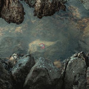 Sally Lightfoot Crab (Grapsus adscensionis) - Madeira