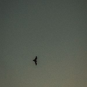 Some type of bat - Madeira