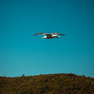 Lesser Black-backed Gull (Larus fuscus) - Madeira