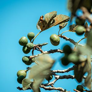 Madeiran wall lizard (Teira dugesii) in a fig tree - Madeira
