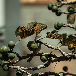 Madeira blackcap (Sylvia atricapilla ssp. heineken) in a fig tree - Madeira