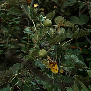 Madeira blackcap (Sylvia atricapilla ssp. heineken) in a fig tree - Madeira