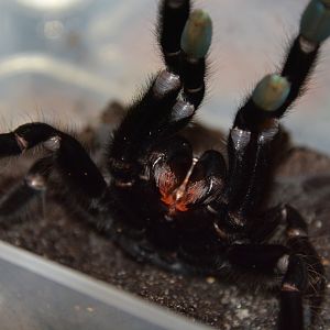 Sangihe black tarantula (Lampropelma nigerrimum)