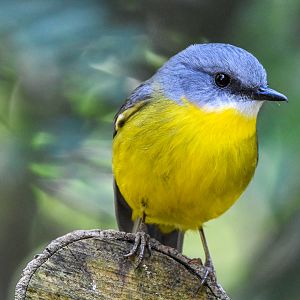 Eastern Yellow Robin