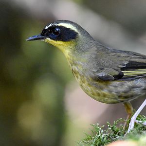 Yellow-throated Scrubwren