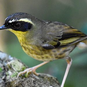 Yellow-throated Scrubwren