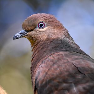 Brown Cuckoo-Dove