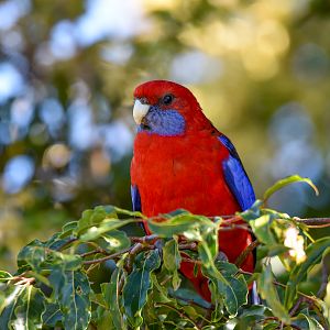 Crimson Rosella
