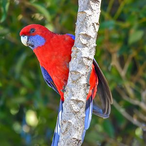 Crimson Rosella