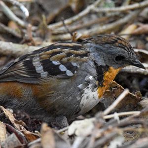 Australian Logrunner