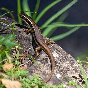 Eastern Water Skink