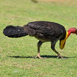 Australian Brush-Turkey