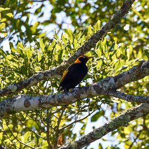 Regent Bowerbird