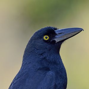 Pied Currawong
