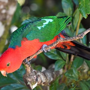 Australian King-Parrot