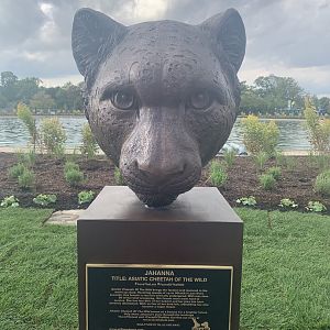 Asiatic cheetah sculpture