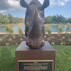 Northern white rhino sculpture