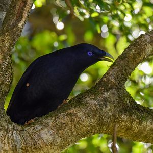 Satin Bowerbird