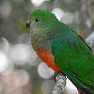 Australian King-Parrot