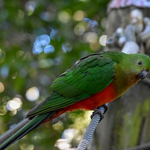 Australian King-Parrot on treetop walk