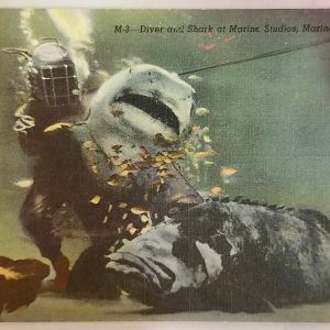 Diver, shark and grouper