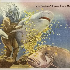 Diver "walking" shark