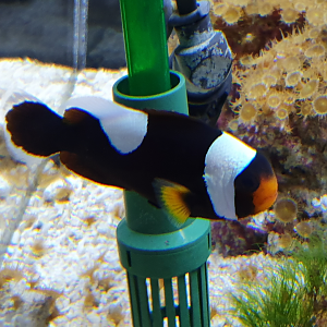 Northern Saddleback Anemonefish (Amphriprion anamensis)