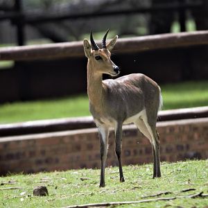 Southern Mountain Reedbuck ((Redunca fulvorufula fulvorufula)