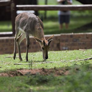 Southern Mountain Reedbuck ((Redunca fulvorufula fulvorufula)