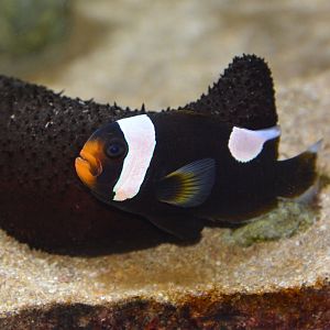 Northern saddleback anemonefish (Amphiprion annamensis)