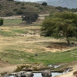 Greater One-horned Rhinoceros Crash