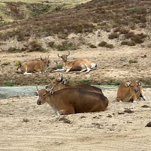 Javan Banteng Cows & Castrated Males