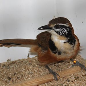 Robin's greater necklaced laughingthrush (Pterorhinus pectoralis robini)