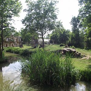 Island for Bachelor Gorillas - Zooparc de Beauval - 06/2023