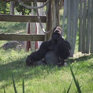 Bachelor Plains Gorilla - Zooparc de Beauval - 06/2023