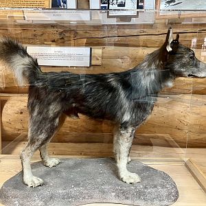 Togo - Iditarod Headquarters, Wasilla, Alaska