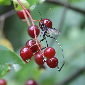 American Pelecinid Wasp (Pelecinus polyturator)
