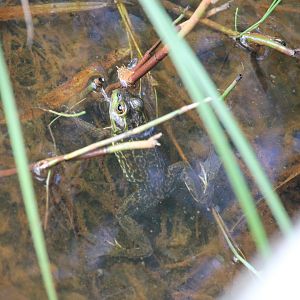 Mink Frog (Lithobates septentrionalis)