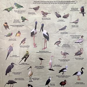 Species List (1 of 4 pages) - 2015