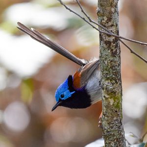 Variegated Fairywren
