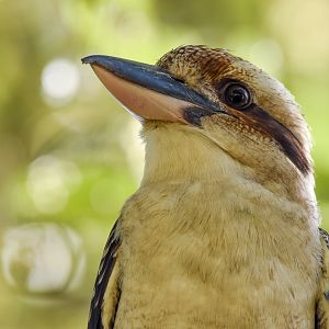 Laughing Kookaburra