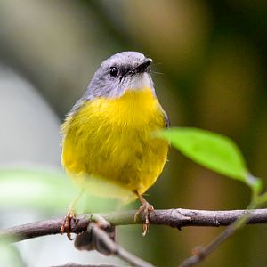 Eastern Yellow Robin